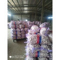 2020 New Grop Fresh Garlic Pure White Garlic Red Garlic Wholesale Price